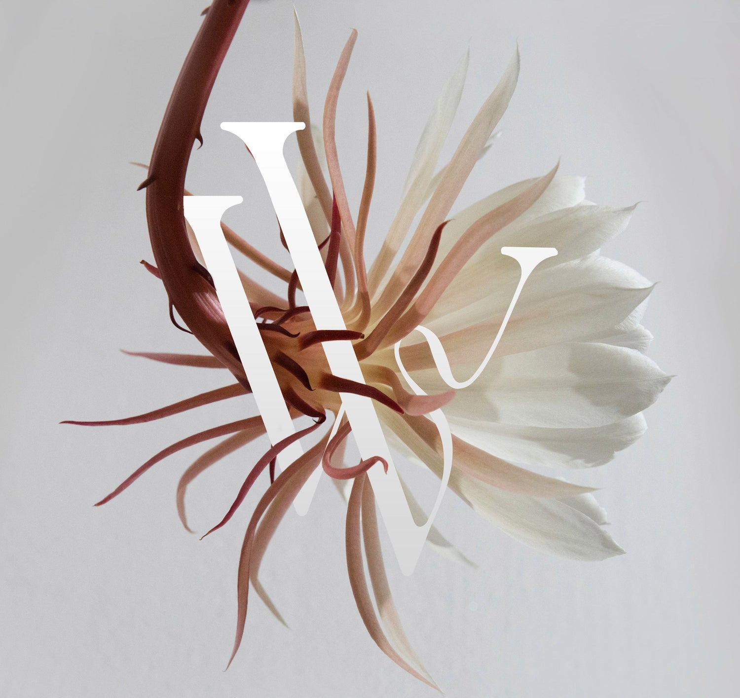 INDRE Vallorani Collection